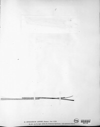 Epidochium affine image